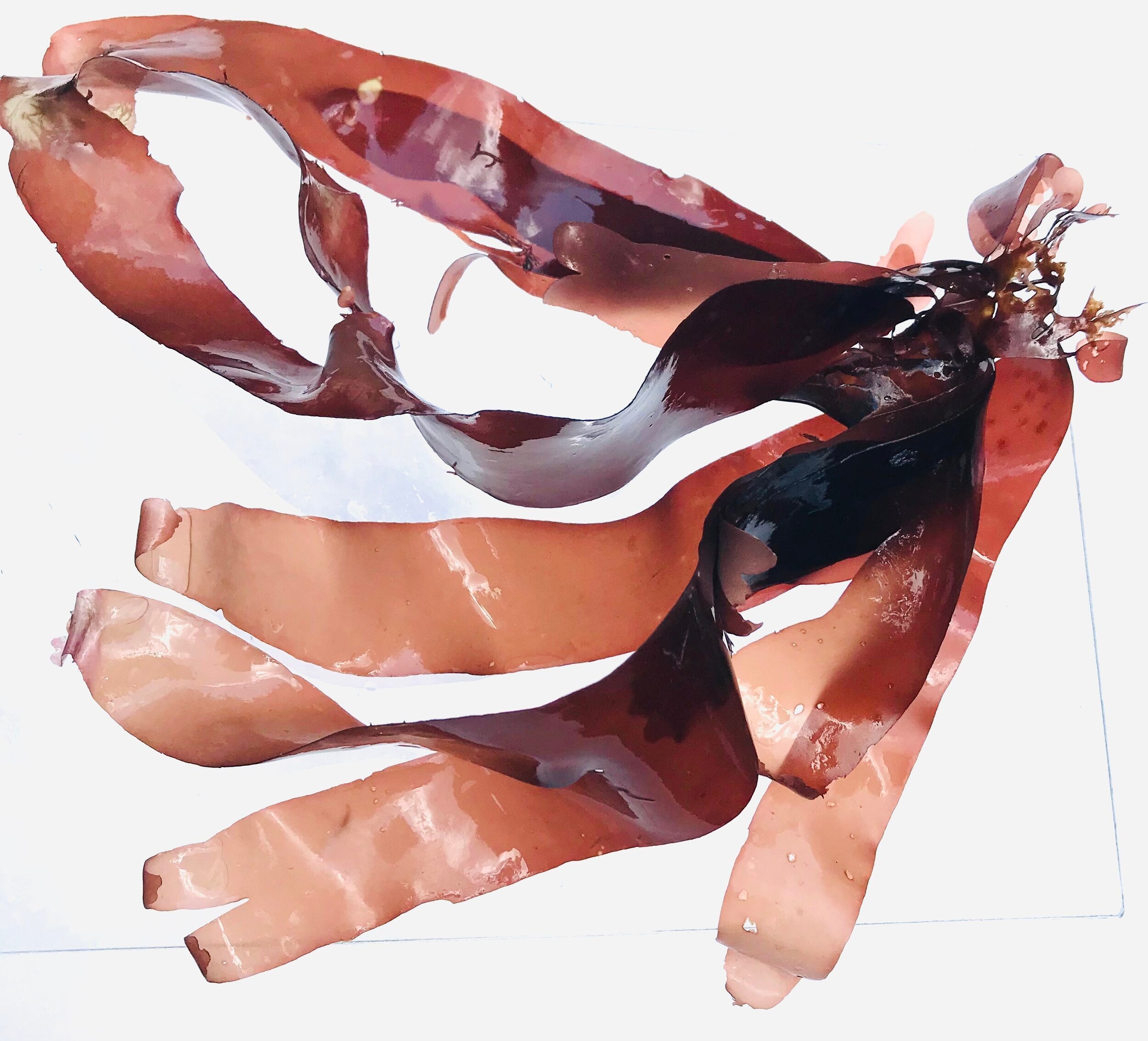 Red dulce, collected on a rocky beach in Maine