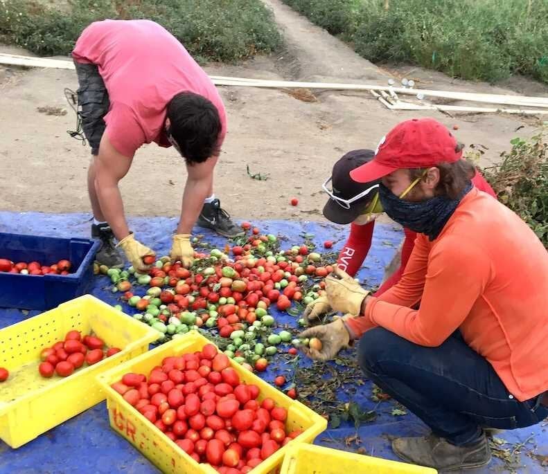 harvest_800.jpg
